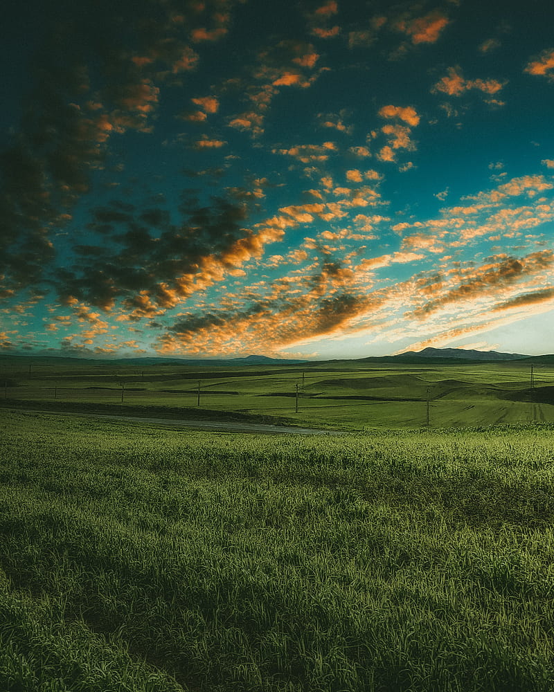 grasses, field, horizon, green, sky, HD phone wallpaper