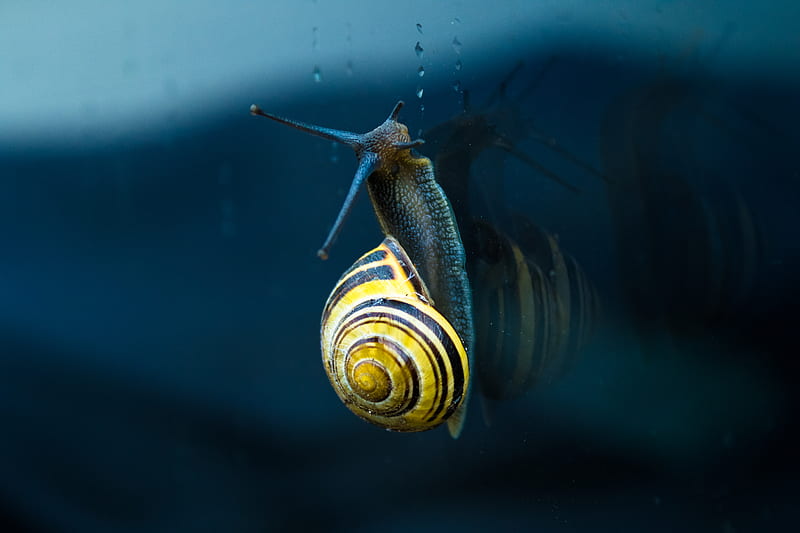 yellow and brown snail top of body of water, HD wallpaper