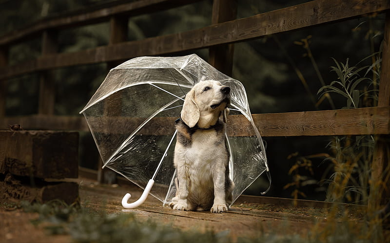 Dogs, Labrador Retriever, Baby Animal, Dog, Pet, Puppy, Umbrella, HD wallpaper