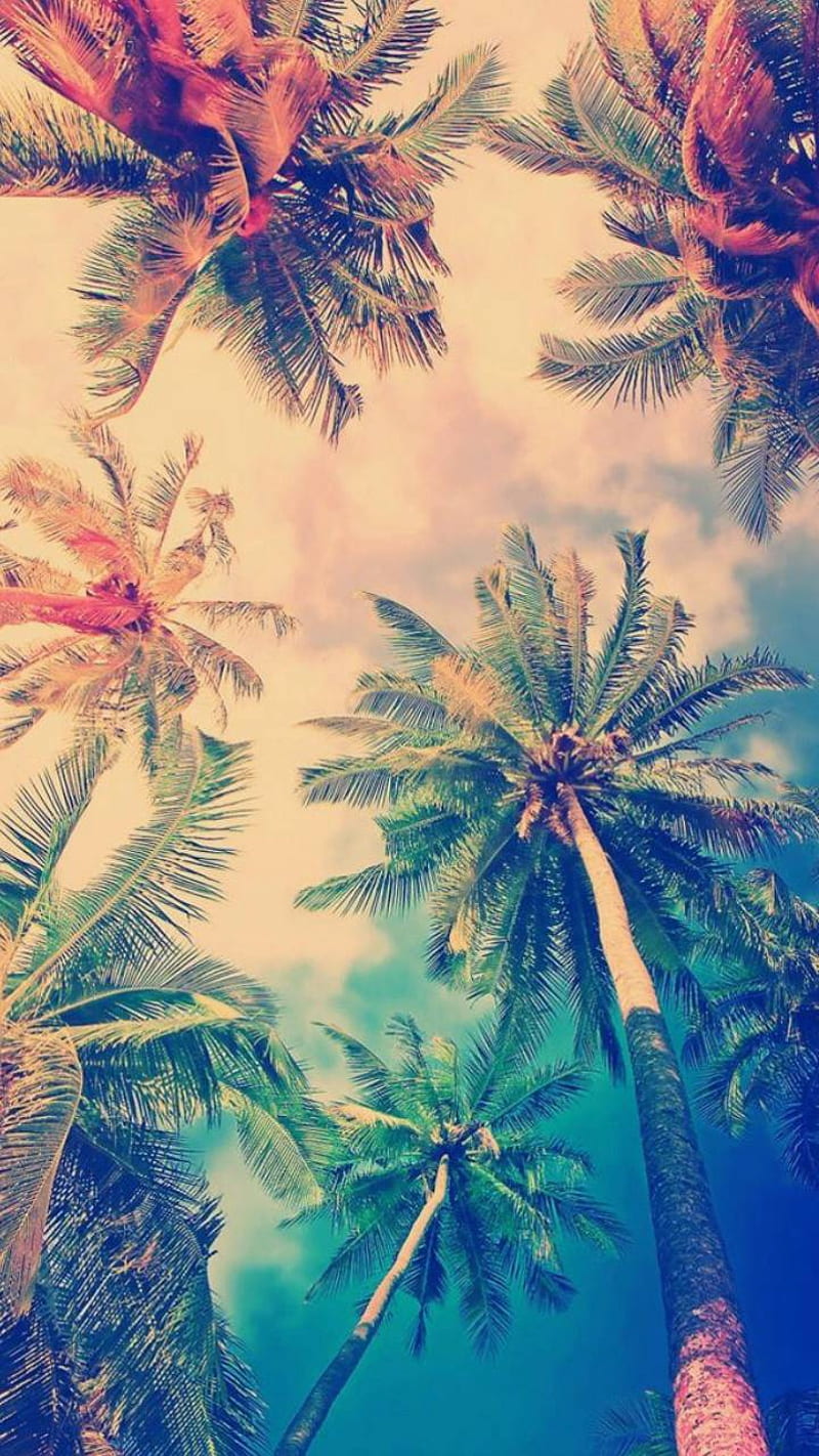 Chill, hipster, island, palm, trees, HD phone wallpaper