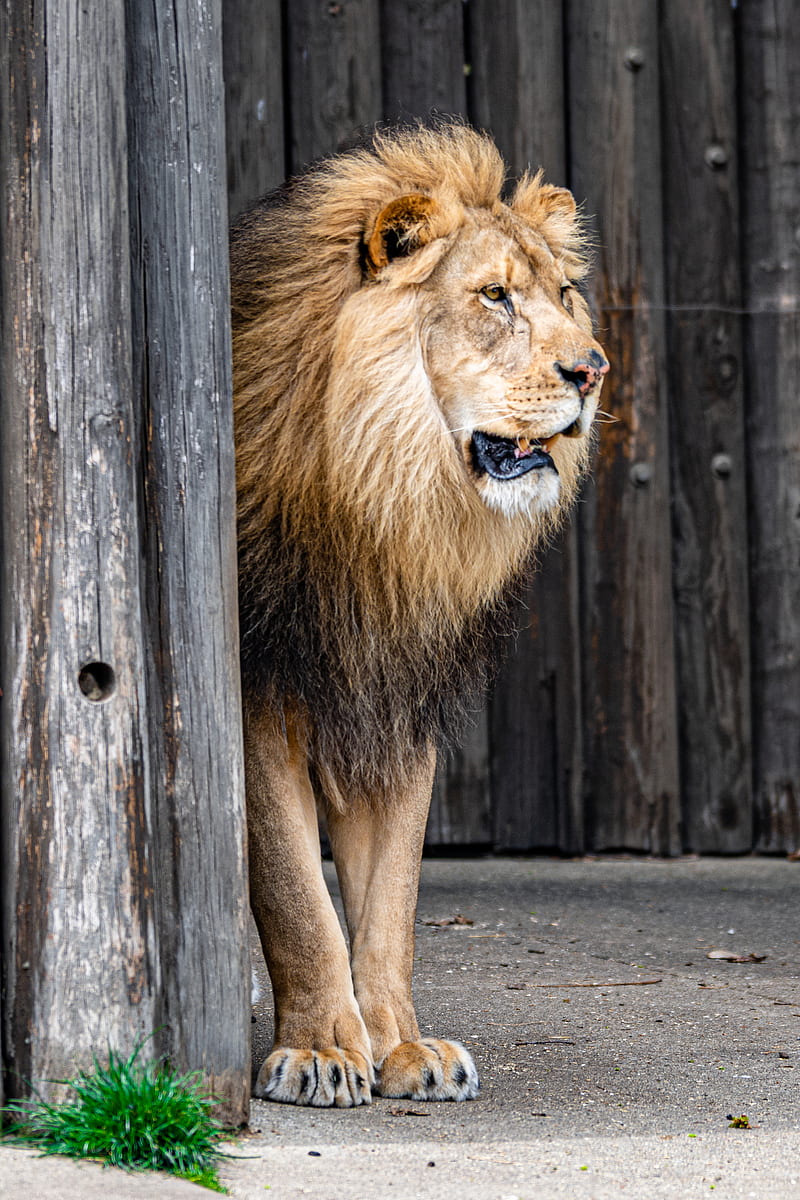 lion, animal, predator, king of beasts, HD phone wallpaper