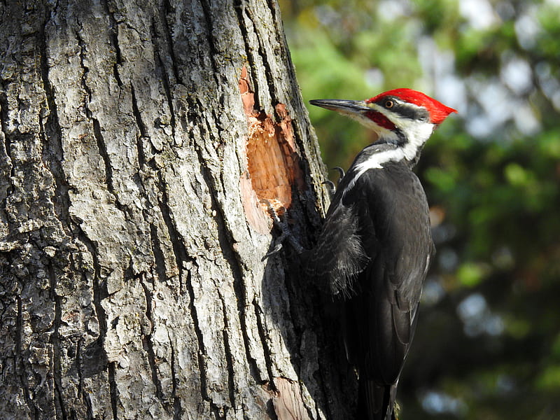 Macro Pileated Woodpecker, Pileated Woodpecker, Animal, Tree, graphy, Bird, HD wallpaper