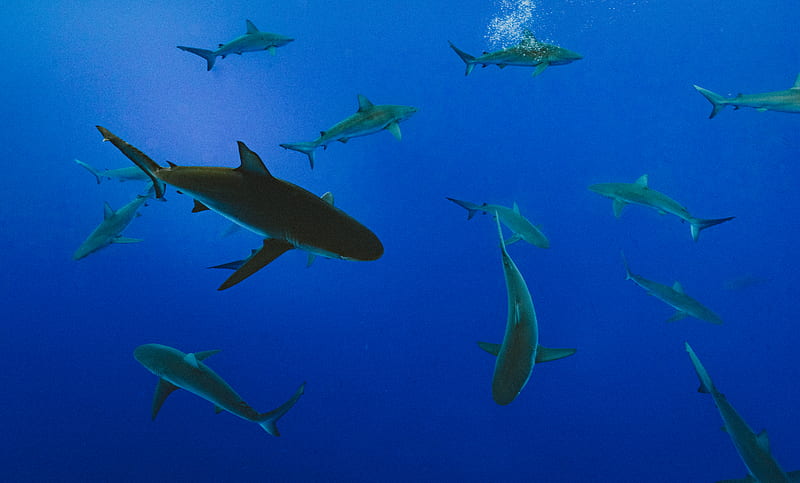 underwater graphy of school of gray shark, HD wallpaper