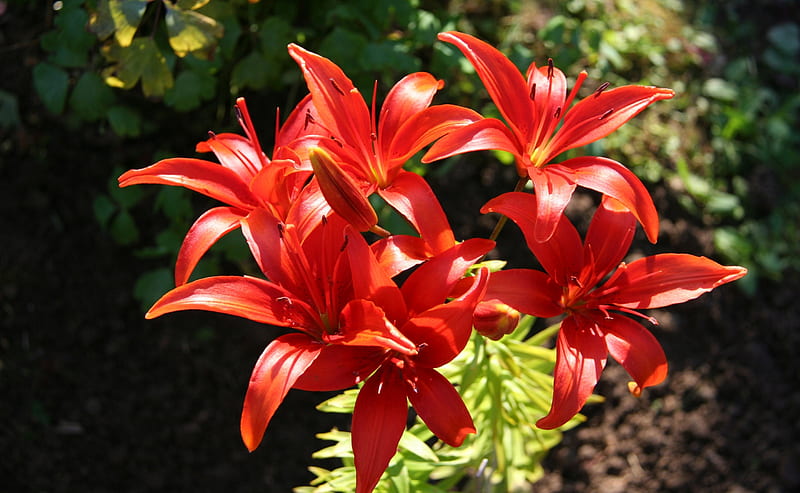 Red Lilies Ultra, Nature, Flowers, Outdoor, Lilies, Lily, HD wallpaper