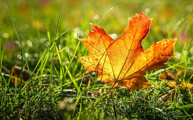 Maple Leaf in Grass, autumn, grass, leaf, maple, macro, HD wallpaper ...