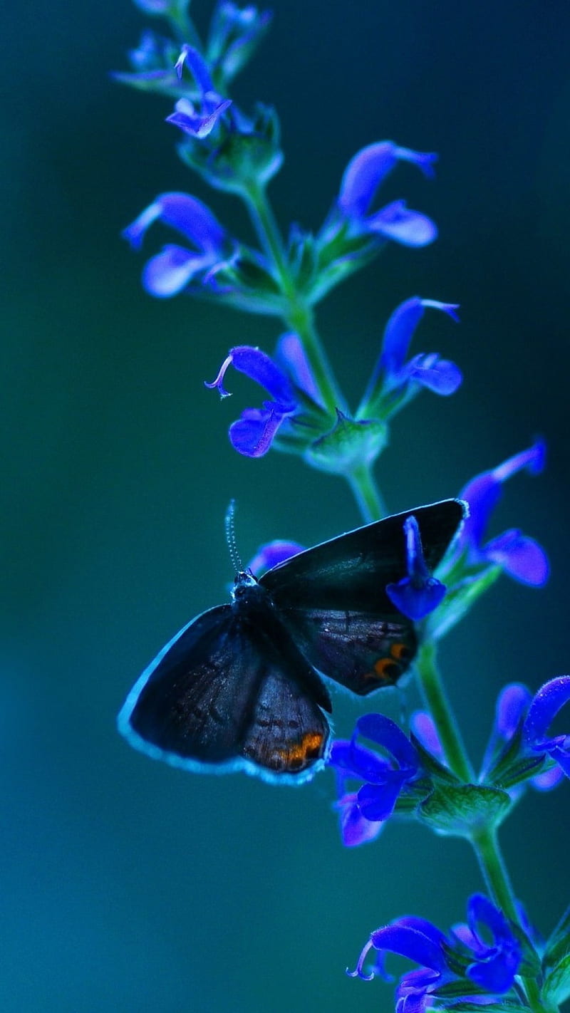 Butterfly on Blue Flower , plants, flowers, nature, HD phone wallpaper