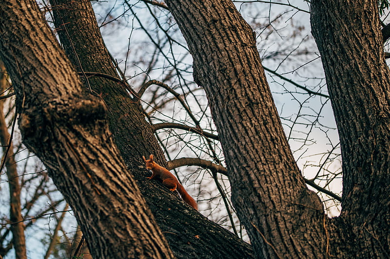 squirrel, animal, tree, branches, cute, HD wallpaper