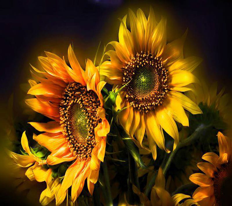 Nature, sunflower, HD wallpaper | Peakpx