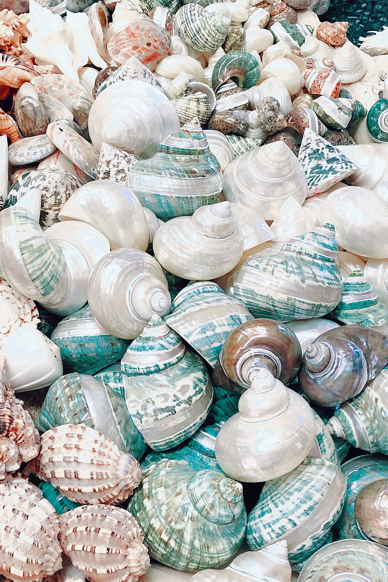 seashell, marine, beach, coast, HD phone wallpaper