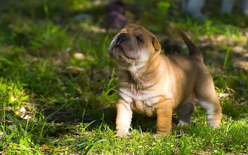 shar pei, small brown puppy, cute animals, green grass, small dogs, HD wallpaper