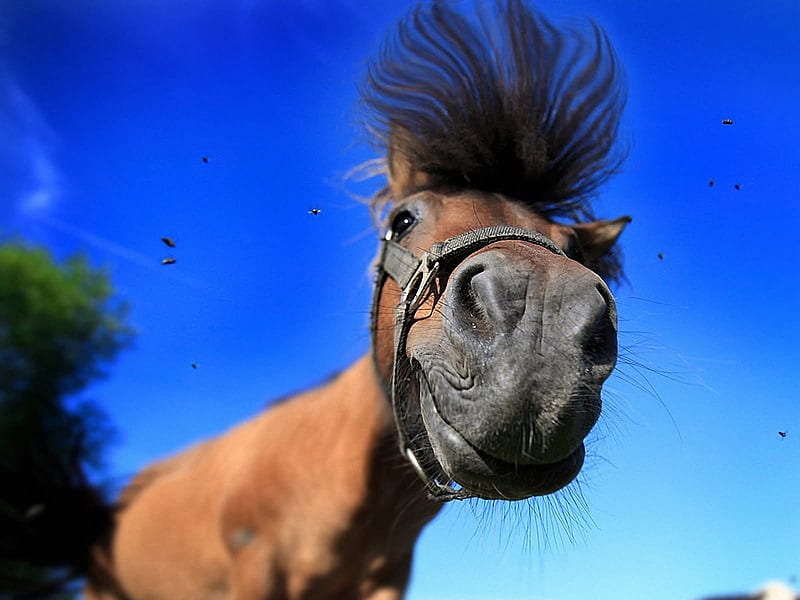 Funny horse, cal, funny, face, horse, sky, down, blue, view from, animal, HD wallpaper