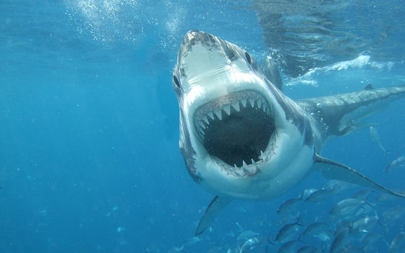 shark, predator, underwater, white shark, HD wallpaper