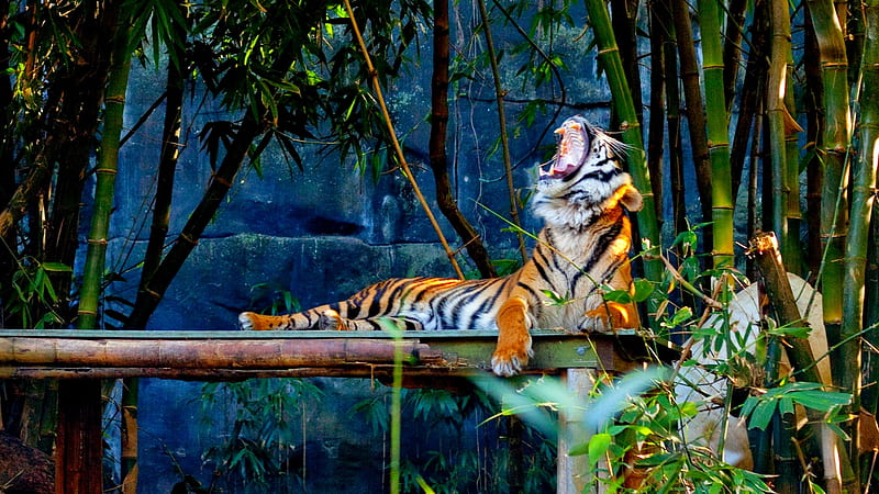 IT's TIME TO REST, rest, siberian, forest, yawn, tiger, HD wallpaper
