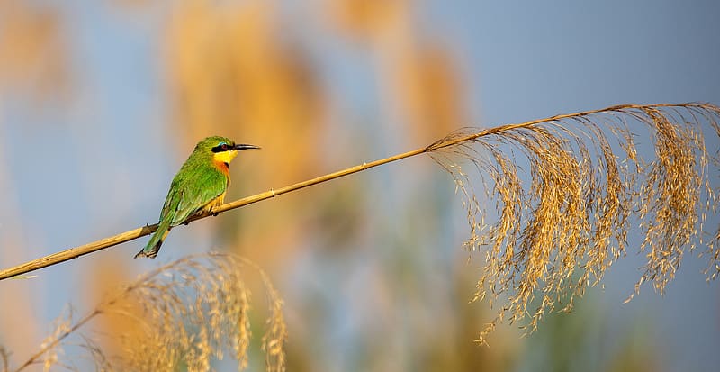 Bee-eater, ornithology, animal, bird, HD wallpaper