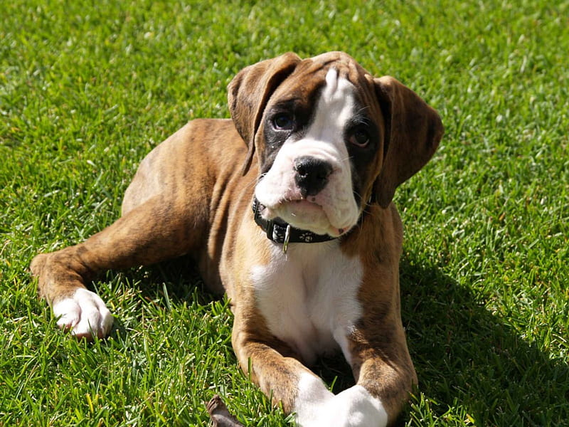 a brindle color boxer, cute, adorable, puppy, dog, HD wallpaper