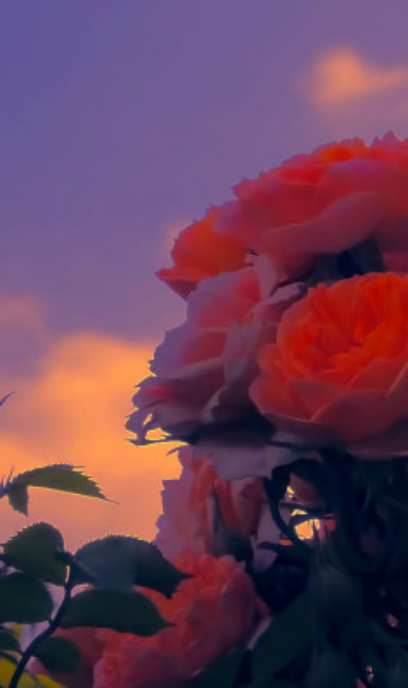 Flower3, cicek, flower, guzel, manzara, poppy, HD phone wallpaper | Peakpx