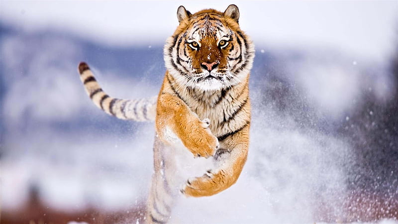 Siberian Tiger, majestic, jumping, HD wallpaper