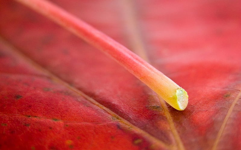 Red leaf veins-Macro, HD wallpaper