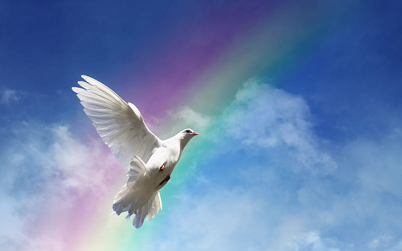 Peace is coming, pigeon, fly, dove, peace, animal, harmony, HD wallpaper