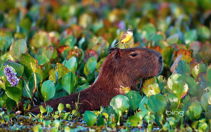 Bird perched atop a wading Capybara in Pantanal Matogrossense National Park Brazil, HD wallpaper