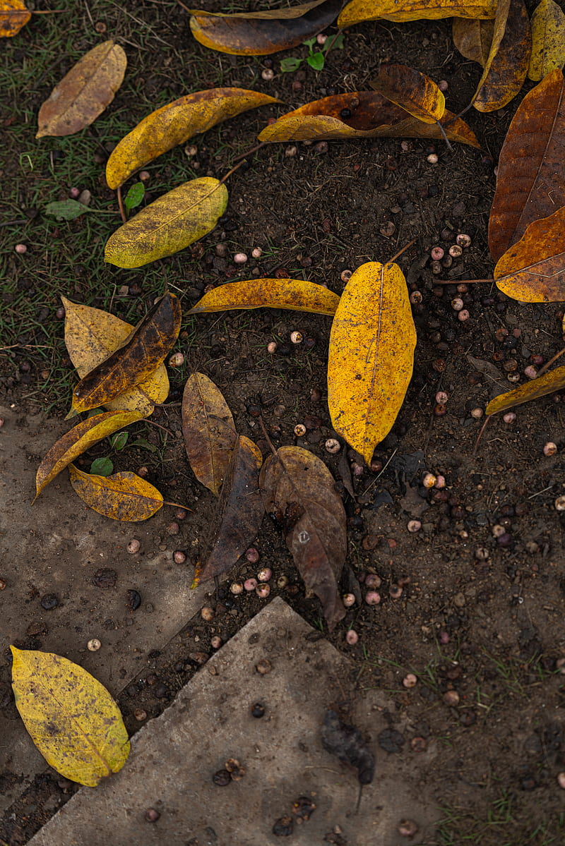 brown leaves on black soil, HD phone wallpaper