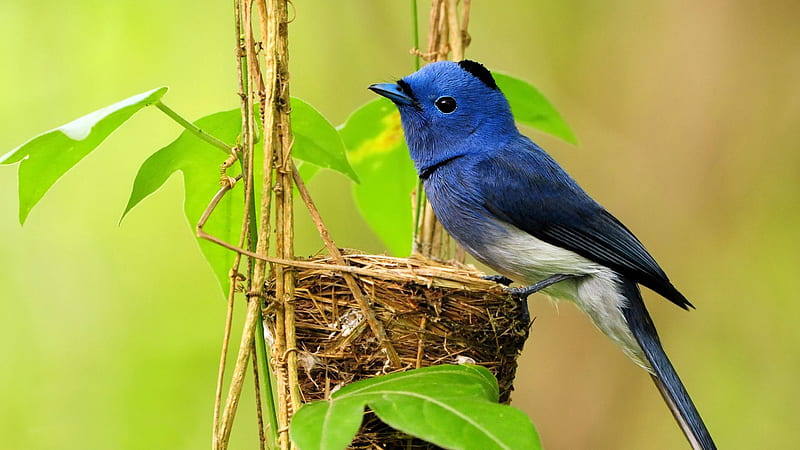 Blue White Black Bird Is Perching On Nest In Blur Green Background Birds, HD wallpaper