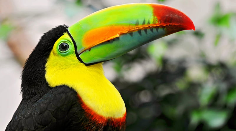 Colorful Toucan, toucans, bright colors, birds, colors, animals, HD wallpaper