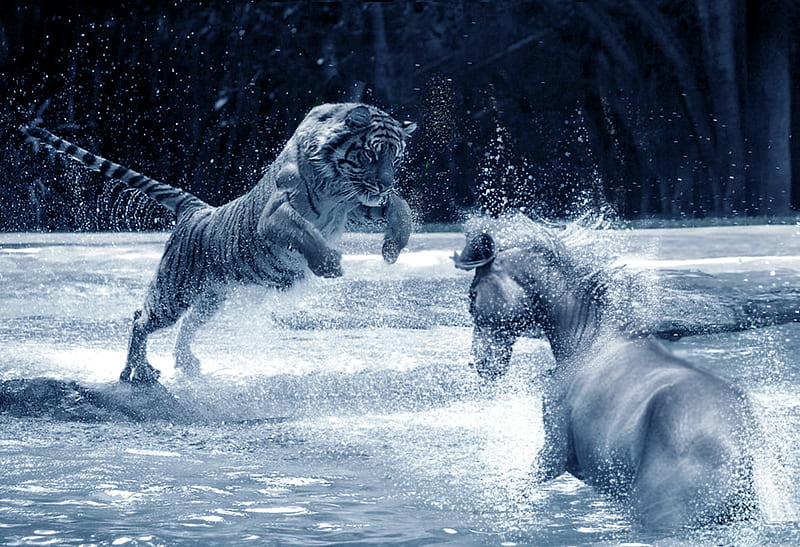 Tiger horse nice big cat wow cat horse HD wallpaper Peakpx