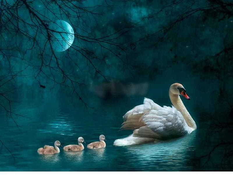 SWANS IN THE MOONLIGHT, babies, moon, mother, light, HD wallpaper