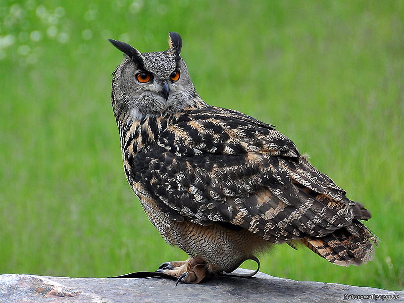 Eurasian Eagle Owl, brown, orange, asia, europe, bird, large, gris, beak, eyes, feathers, HD wallpaper