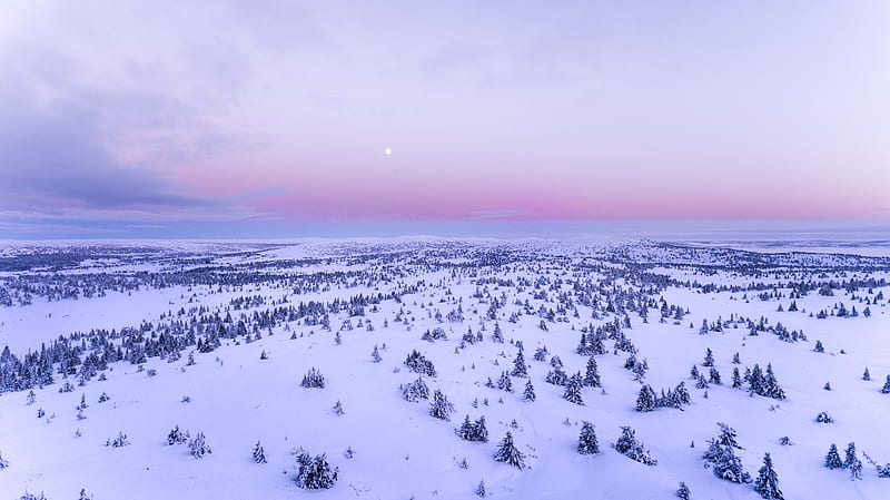 Snow Covered Field, HD wallpaper