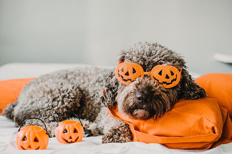 Ready for Halloween, halloween, dog, puppy, cute, glasses, pumpkin, funny, orange, caine, HD wallpaper