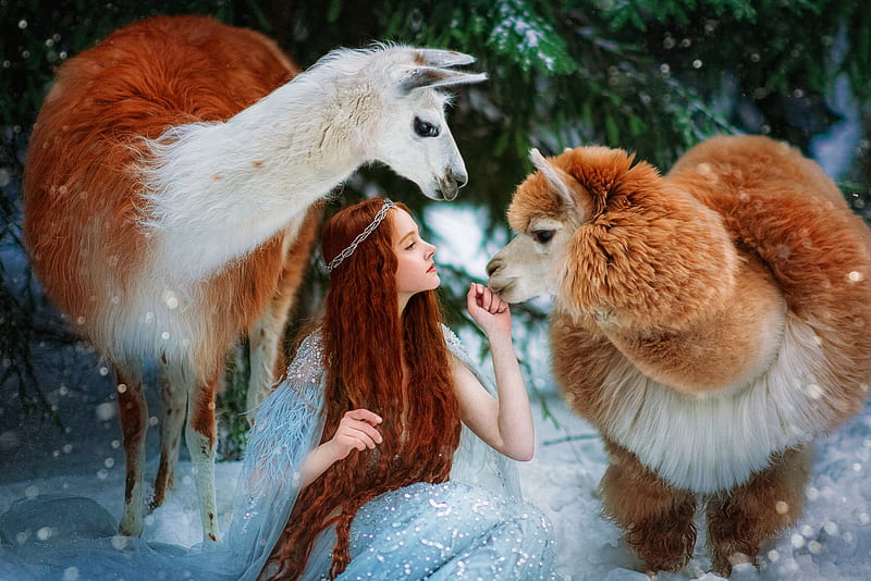 Girl Model Is Standing Near Redhead Alpaca Llama Wearing White Dress In  Frost Forest Background HD Girls Wallpapers, HD Wallpapers