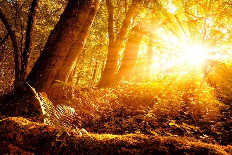 Bright Sunlight in an Autumn Forest, Forests, Sunlight, Autumn, Nature, HD wallpaper
