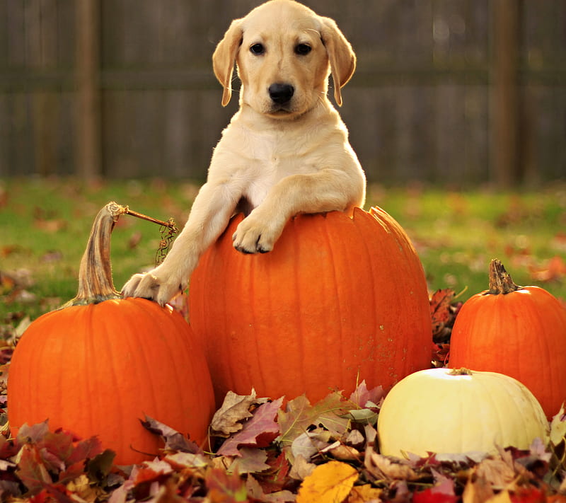 cute dog, autumn, dog, guardian, helloween, napkin, puppy, HD wallpaper