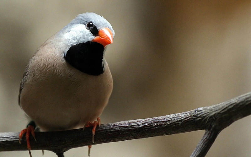 Finch Bird-Natural animal, HD wallpaper