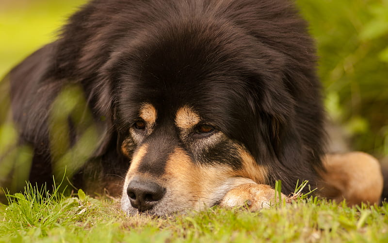 Tibetan Mastiff black dog, pets, big dogs, muzzle, Tibetan Mastiff Dogs, HD wallpaper