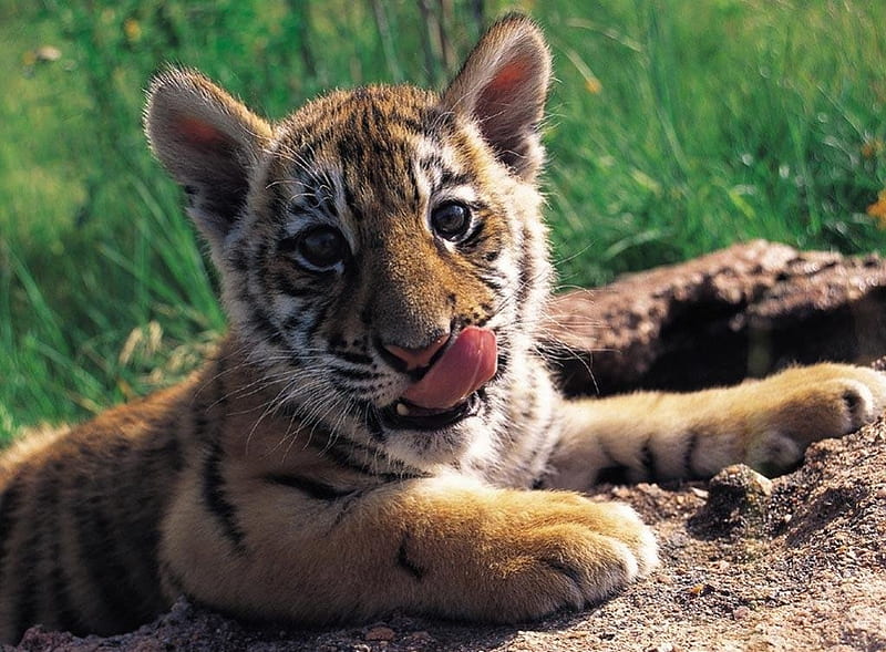 Tigre bebé, lindo, tigre, bebé, salvaje, Fondo de pantalla HD | Peakpx