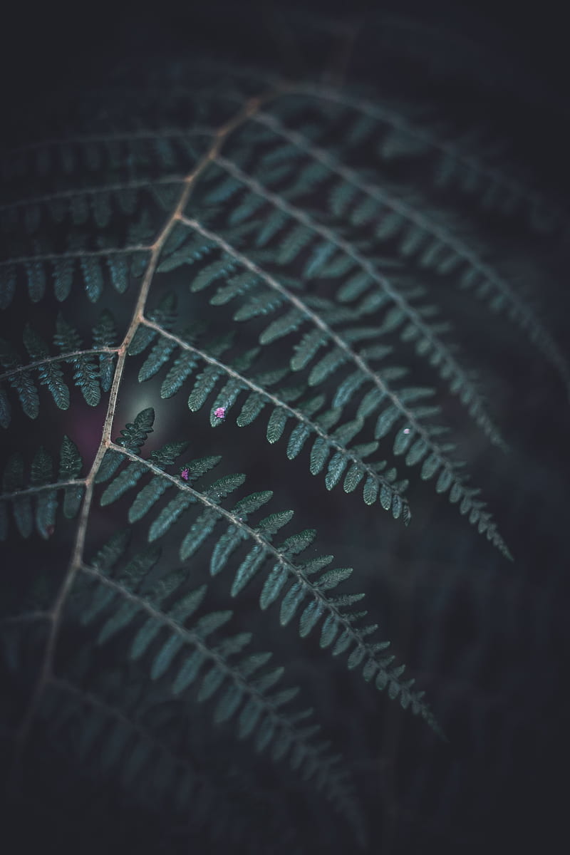 fern, leaf, macro, dark, green, HD phone wallpaper