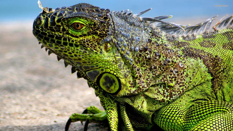 Iguana ., Antillean, Green, Herbivorous, Lizard, HD wallpaper