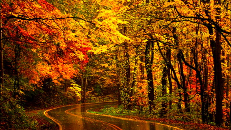 Road Between Colorful Autumn Trees During Rain Nature, HD wallpaper