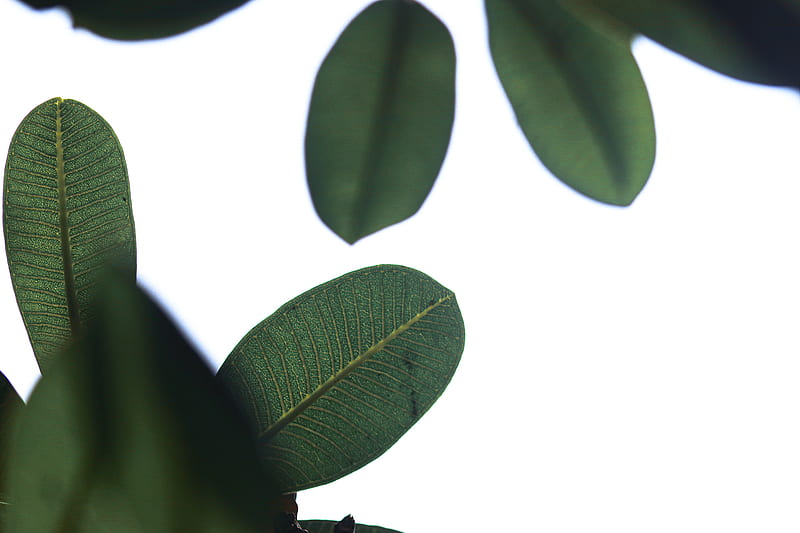 oblong green leaves, HD wallpaper