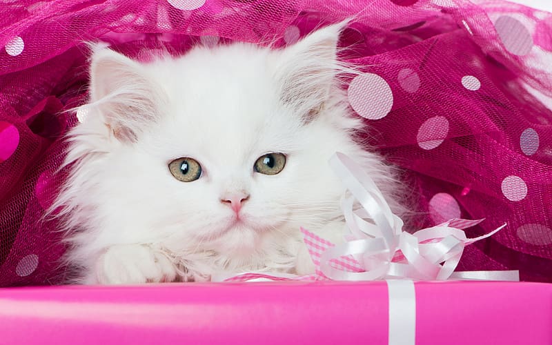 :), kitten, white, pink, cute, cat, fluffy, gift, HD wallpaper