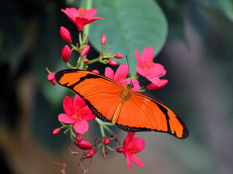 I Feel , butterfly, orange, flower, nature, pink, animals, leaf, HD wallpaper
