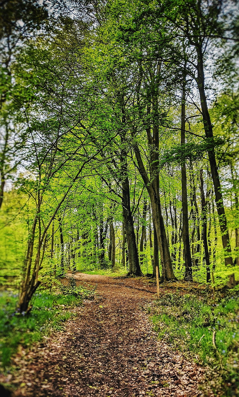 Forest walk , countryside, footpath, forest floor, leafs, woodland, HD phone wallpaper
