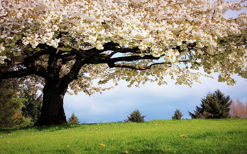 Sping tree, bloom, grass, springtime, spring, hq, tree, green, big tree, nature, season, cherry flowers, cherry, HD wallpaper
