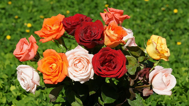 Bouquet of Roses, red, yellow, roses, bouquet, summer, flowers, nature