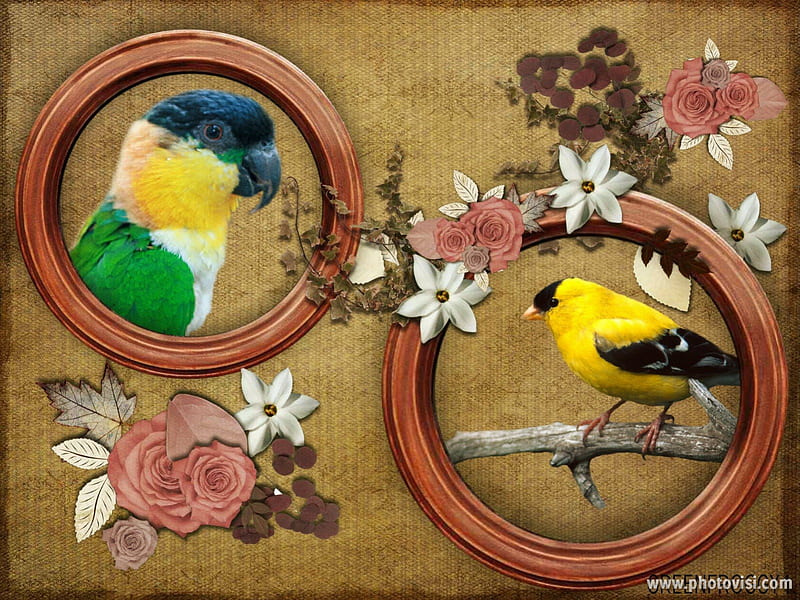 TWO BIRDS, BIRDS, COLLAGE, TWO, LITTLE, HD wallpaper | Peakpx