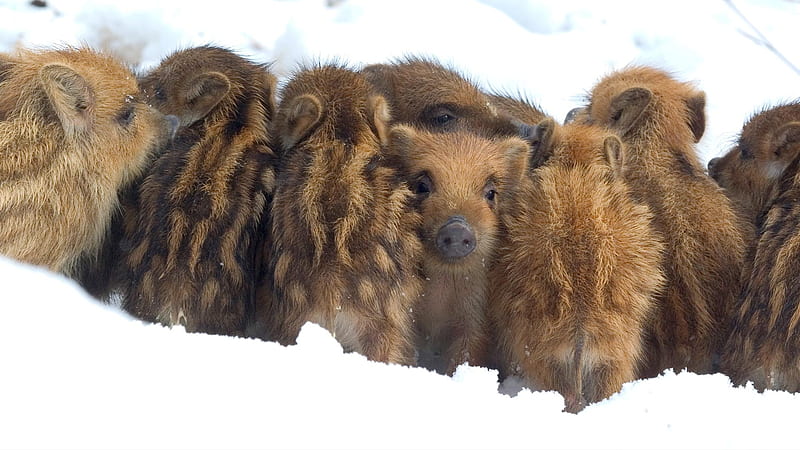 Boar piglets, winter, boar, brown, snow, piglet, white, HD wallpaper