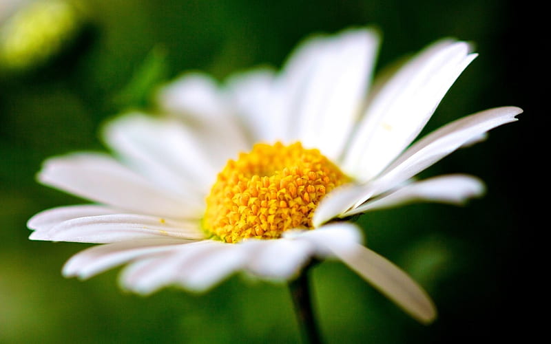 White daisy flower petals pollen-Plants Macro, HD wallpaper
